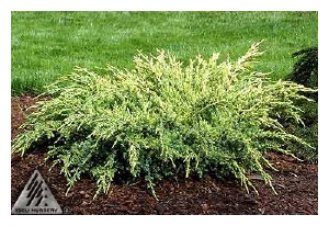 JUNIPERUS squamata 'Holger'